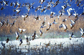 The Mississippi Delta has the greatest waterfowl flyway in the country.